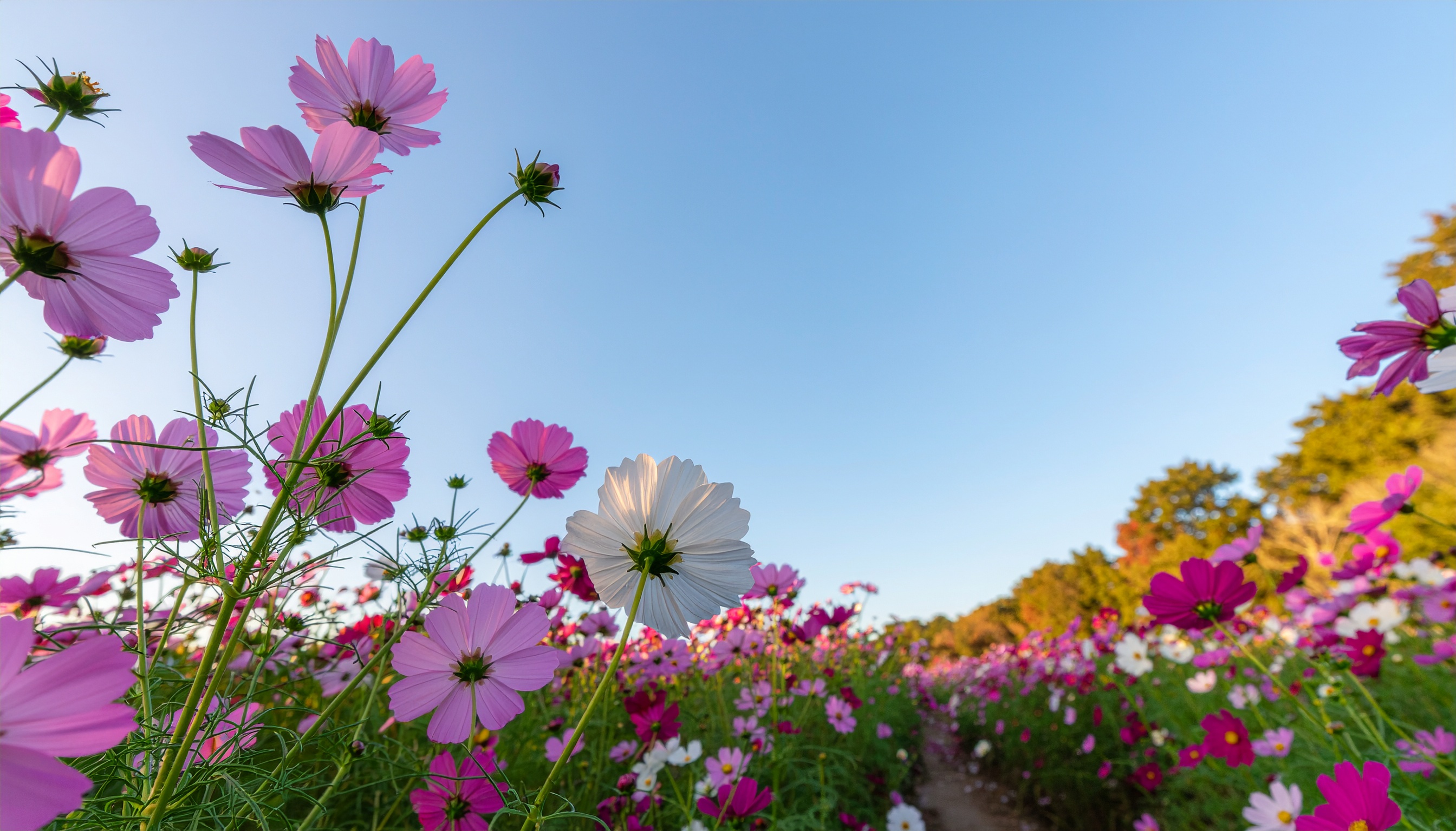 Cosmos Field Under a Clear Autumn Sky
