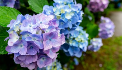 水滴をまとった紫陽花のクローズアップ壁紙