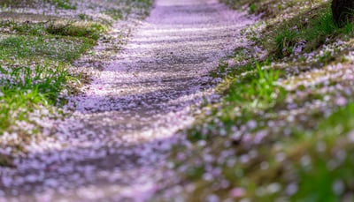 桜の花びらが敷き詰められた小径
