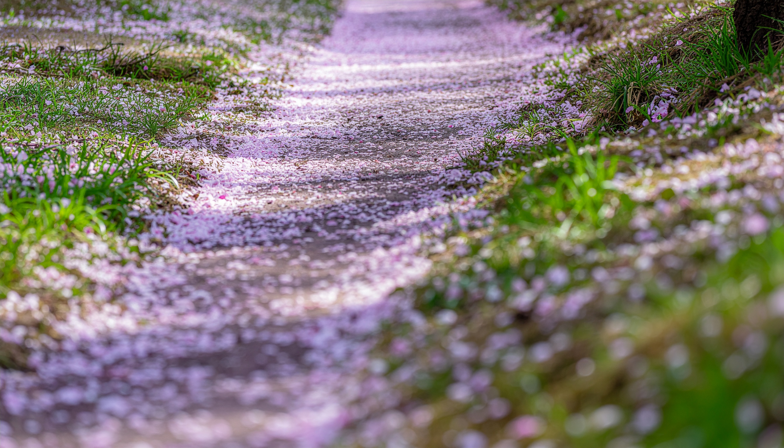 桜の花びらが敷き詰められた小径