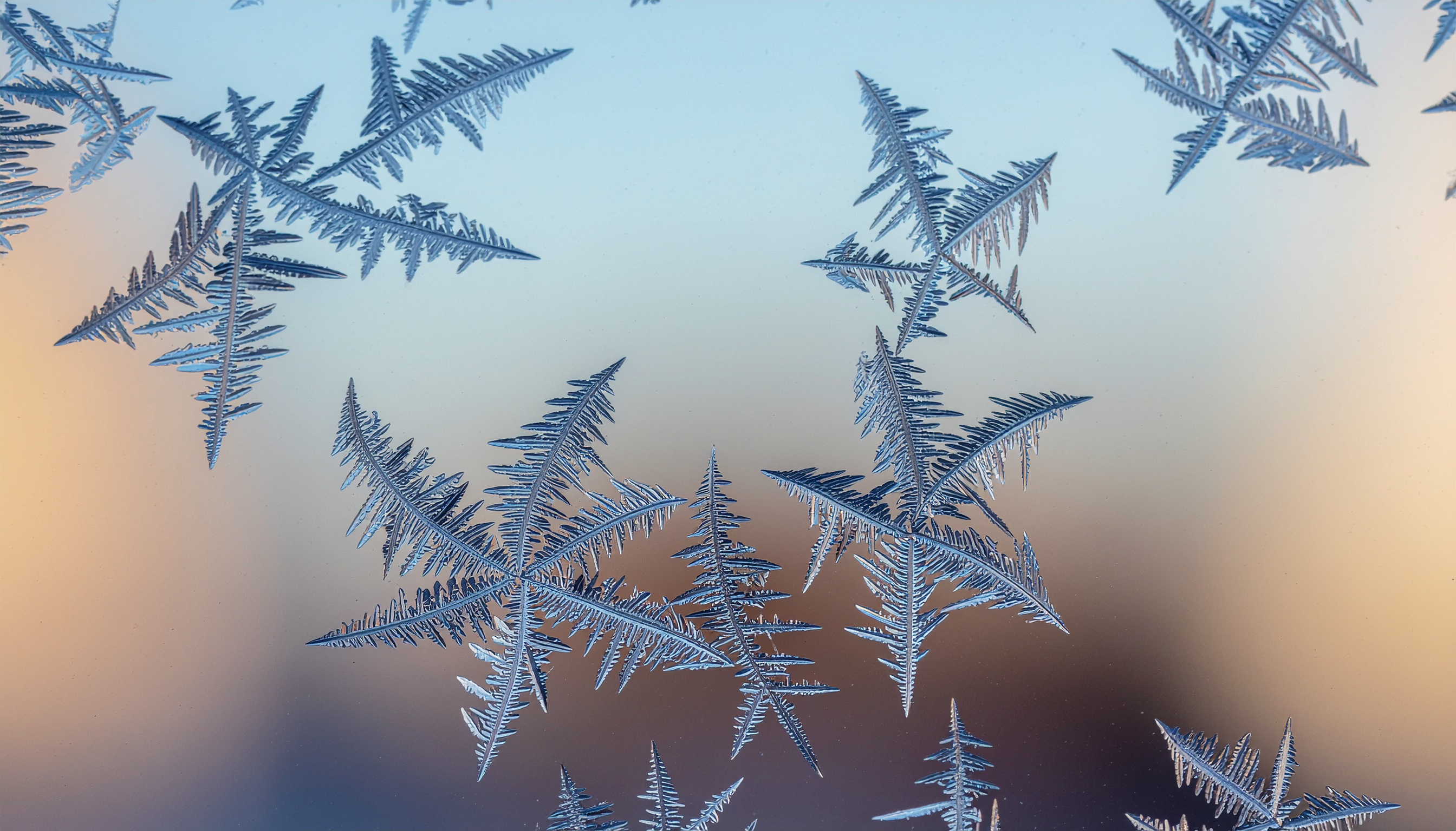 Frost Crystals on a Window