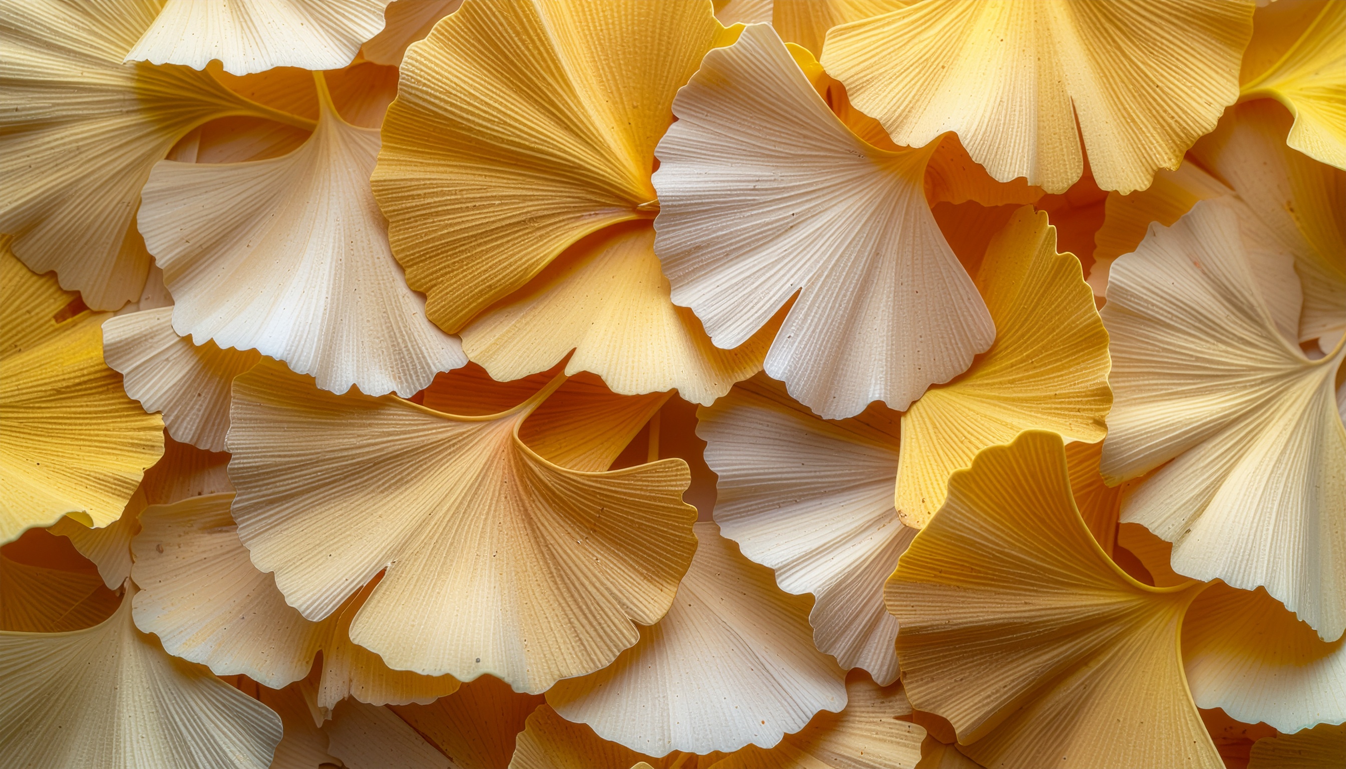 Carpet of Fallen Ginkgo Leaves