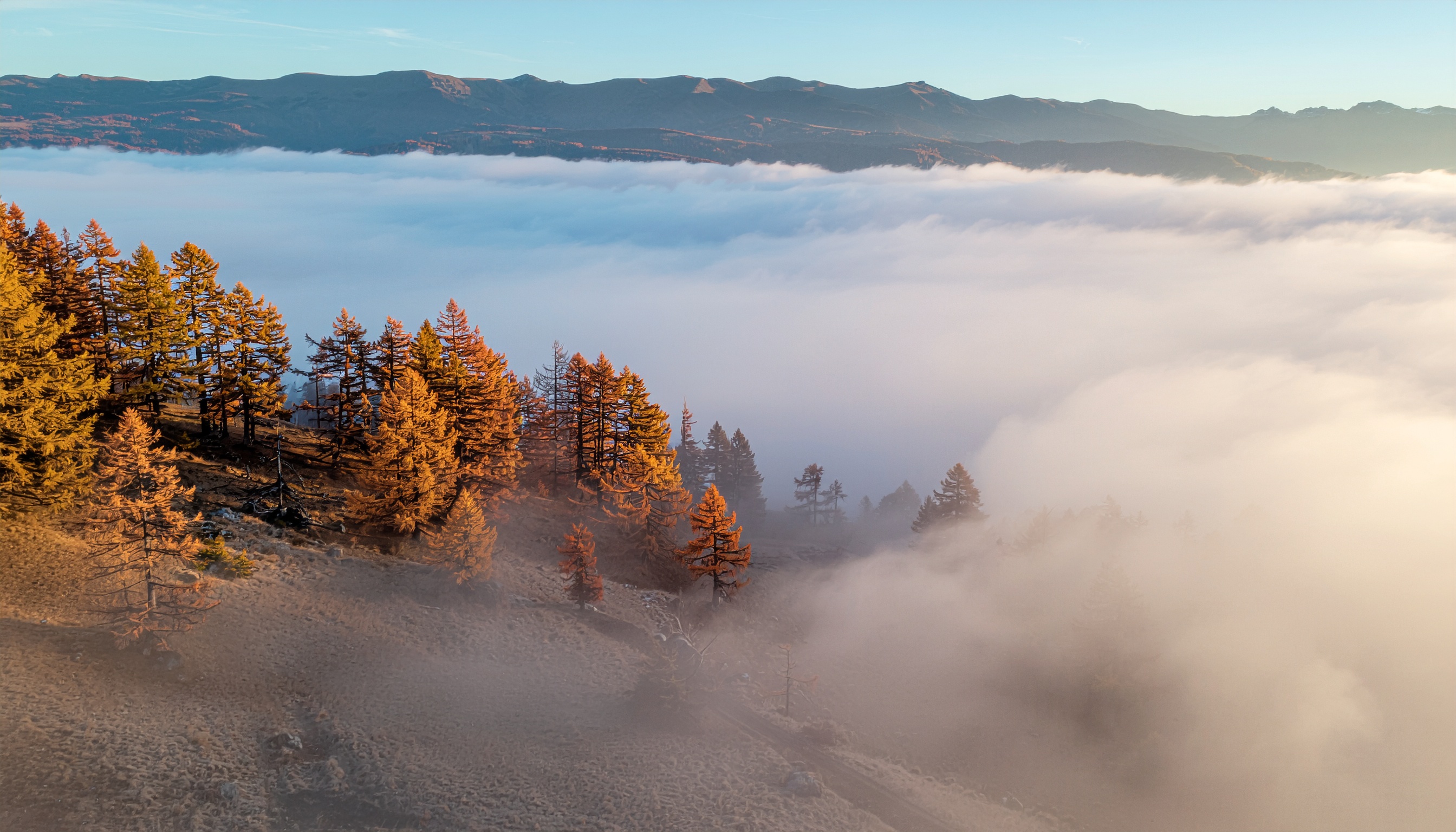 Golden Larch Forest Above a Sea of Clouds