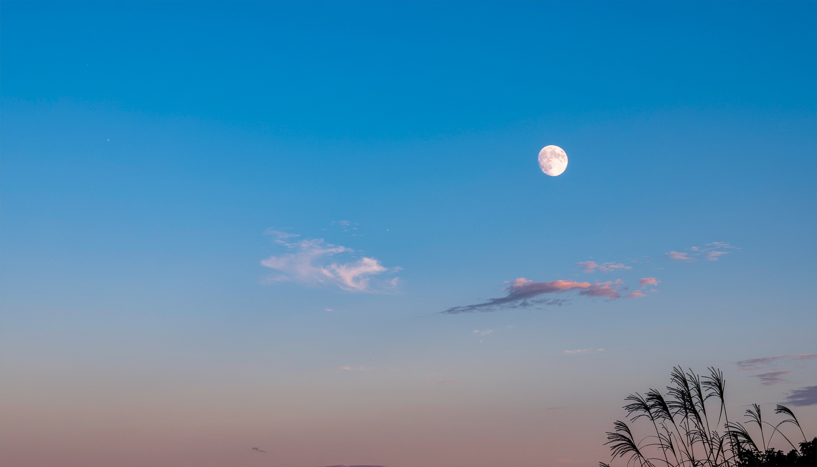 Moon and Silver Grass in an Evening Sky