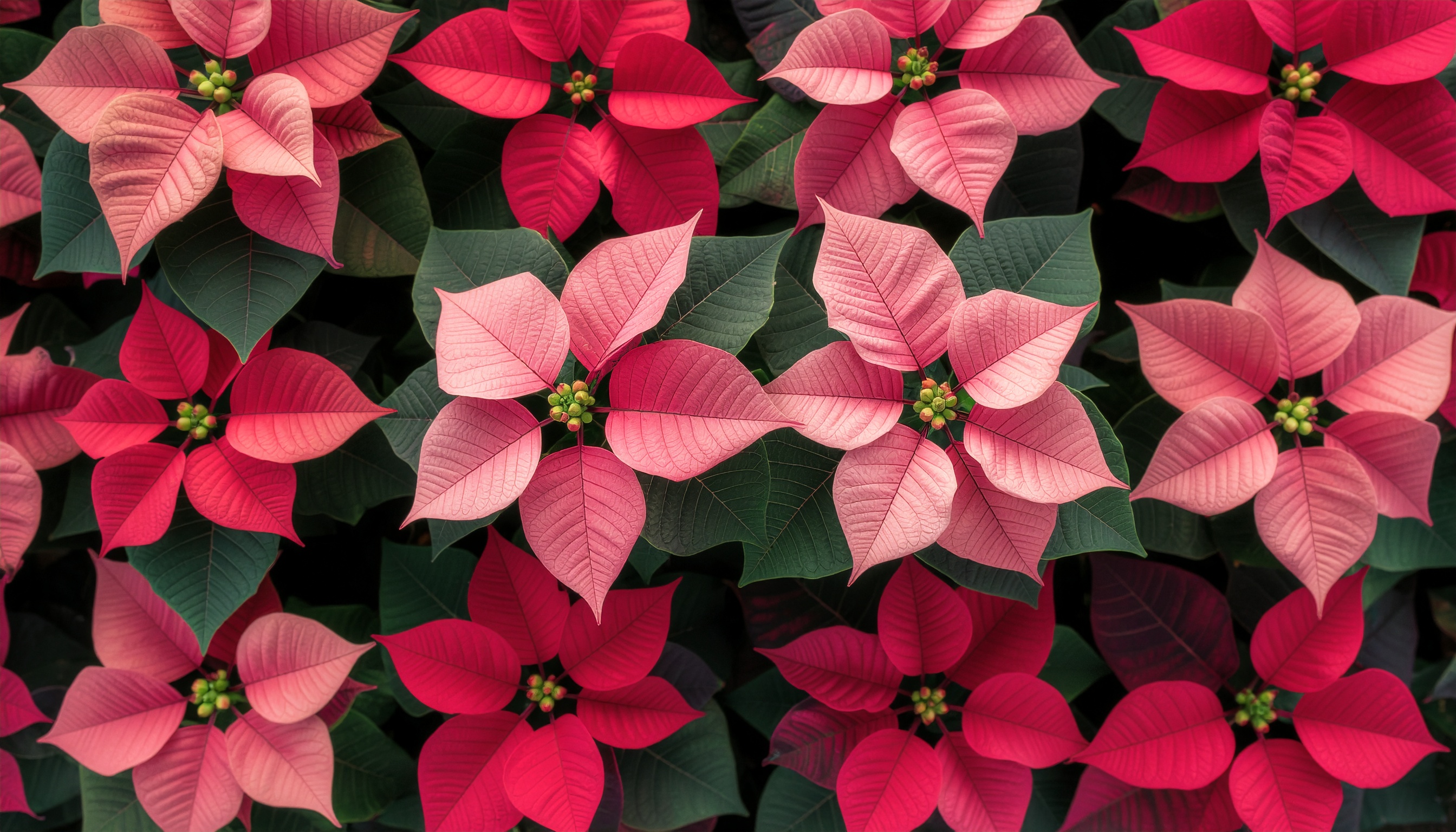 Poinsettias from Above