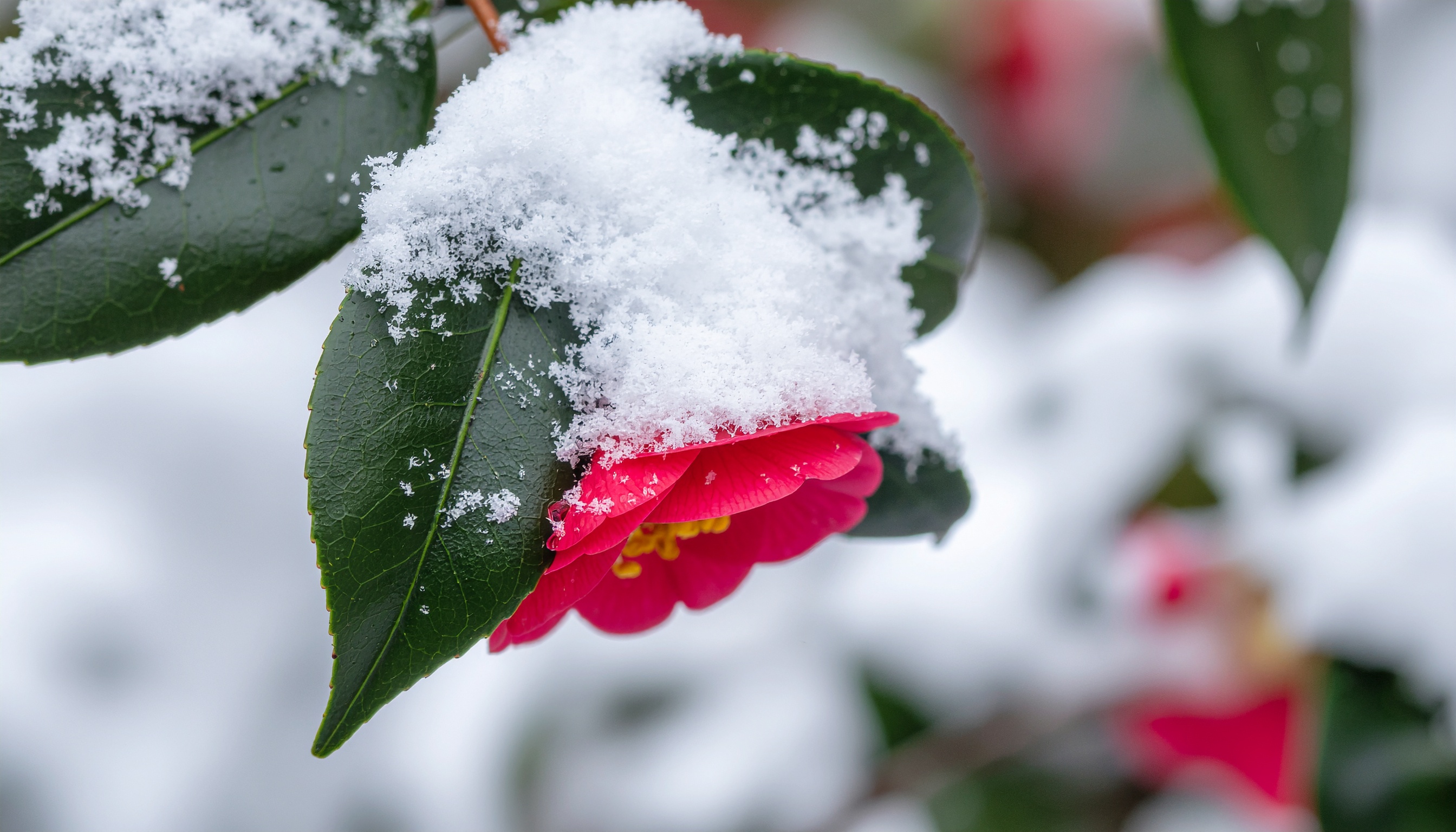 Red Camellia Covered in Snow