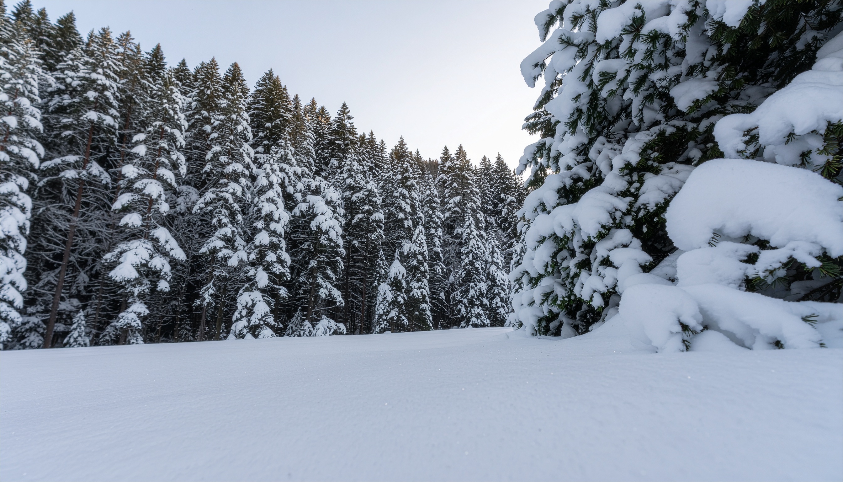 Snow-Covered Conifer Forest