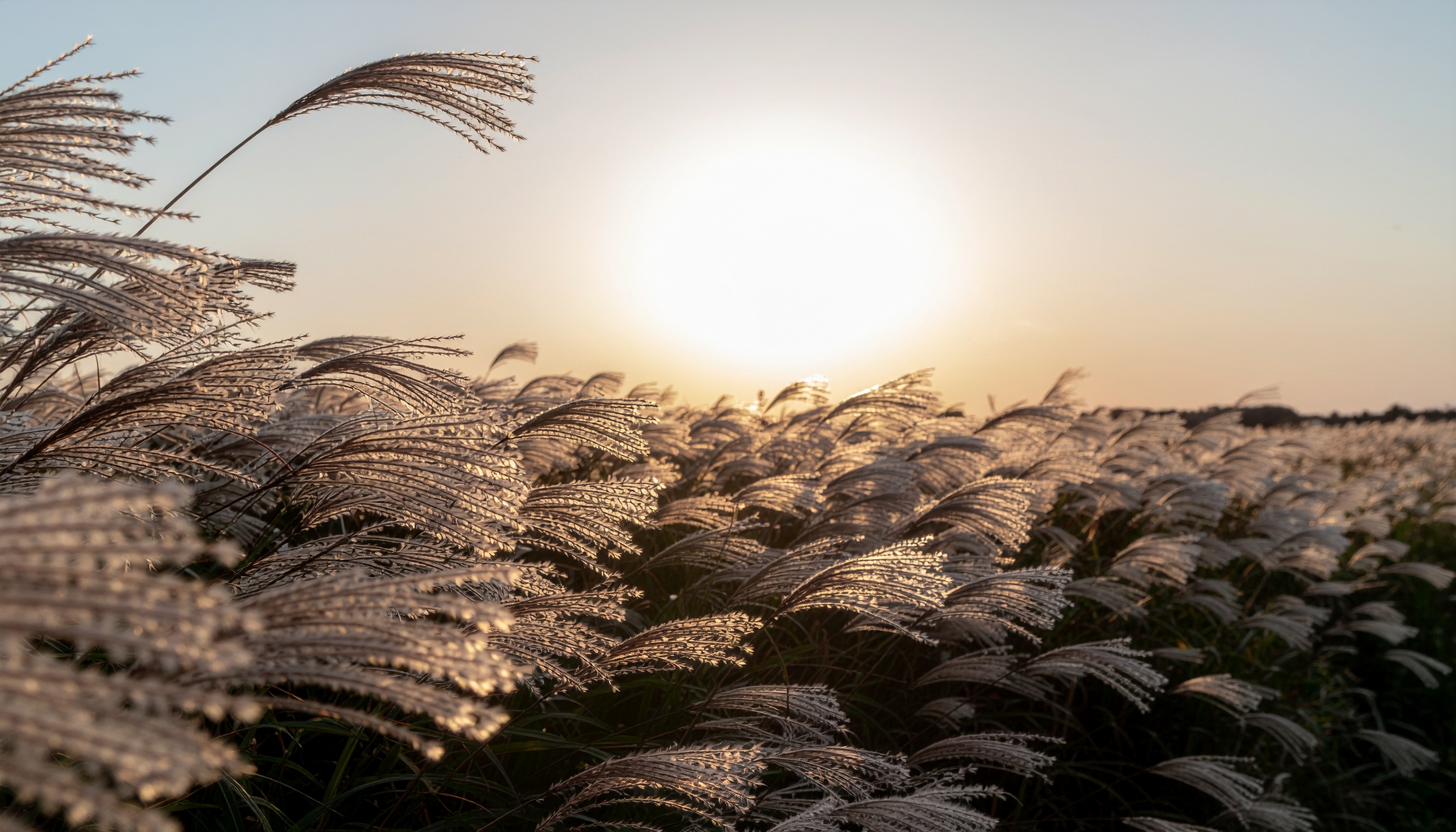 Japanese Silver Grass Field at Sunset