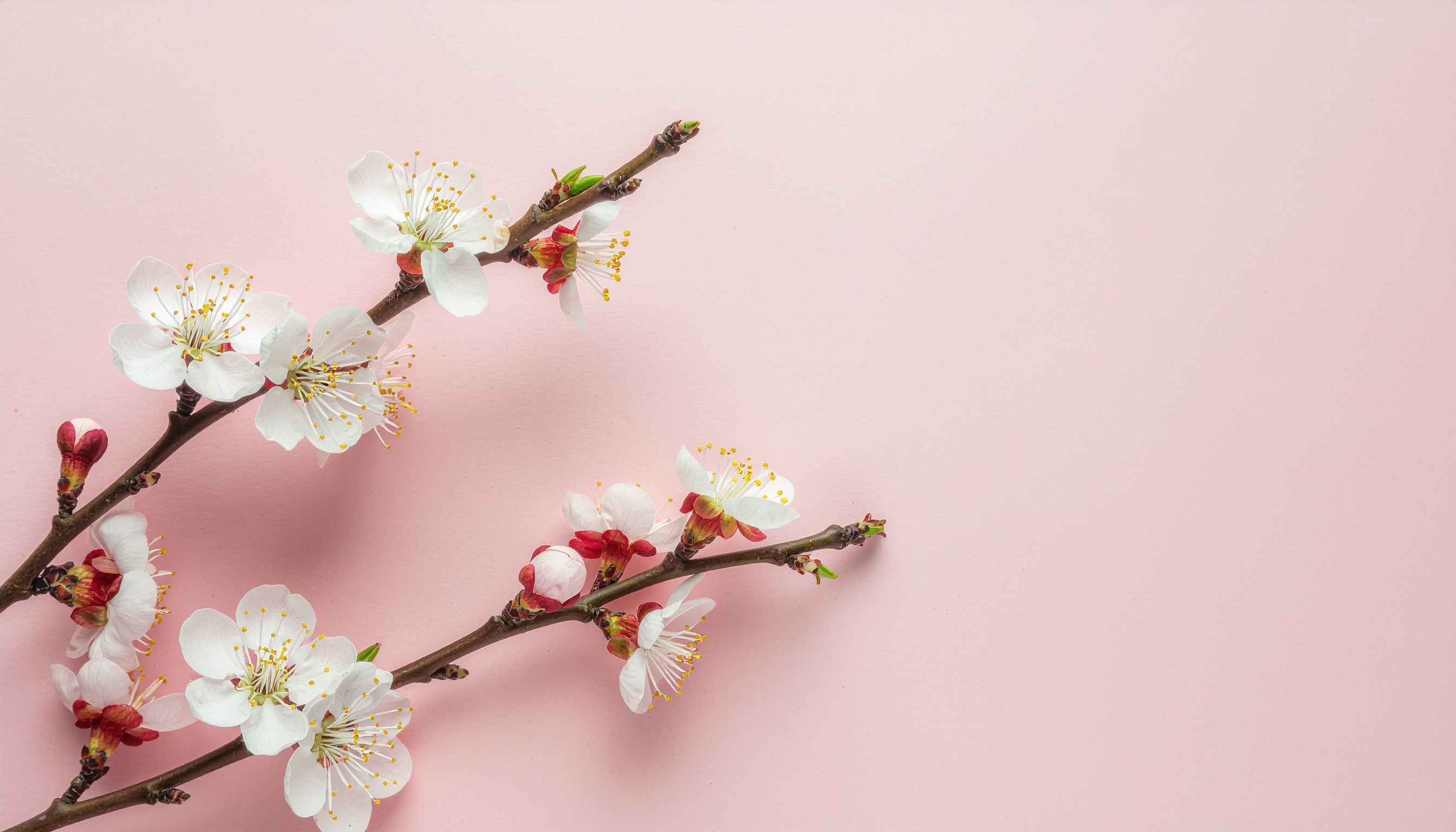 White Blossom Branch on Pale Pink